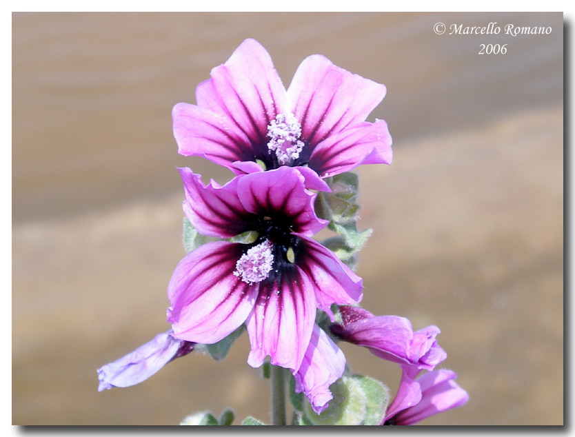 Malva arborea / Malvone maggiore